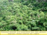 Вечнозеленый тропический лес из высокоствольных пальм, лавров, древовидных папоротников и бамбука с множеством лиан и эпифитов