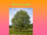 Birch Dnieper