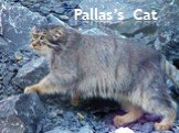 Pallas’s Cat