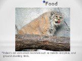 Food. Pallas’s cat eats small mammals such as rodents and pikas, and ground-dwelling birds.