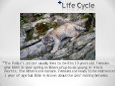Life Cycle. The Pallas’s cat can usually lives to be 8 to 10 years old. Females give birth in late spring to litters of up to six young. In 4 to 6 months, the kittens are mature. Females are ready to be mothers at 1 year of age but little is known about the cats’ mating behavior.