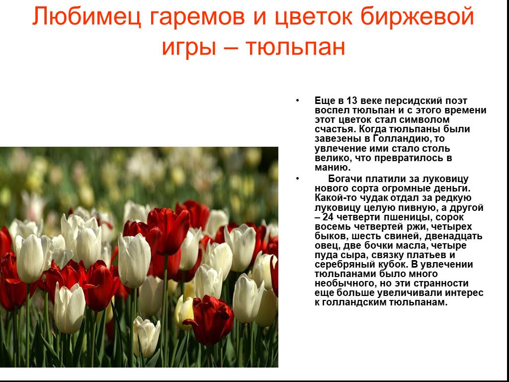 Факты о тюльпанах. Тюльпаны для презентации. Рассказать о тюльпане. Описание тюльпана. Научные сведения о тюльпане.