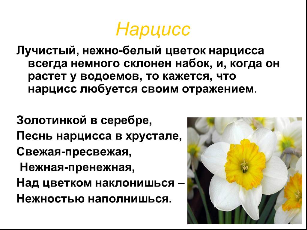 Почему любят нарциссов. Нарцисс информация о цветке. Нарцисс цветок описание Легенда. Нарцисс Конфуоко. Нарцисс описание растения.