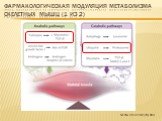 Фармакологическая модуляция МЕтаболизма скелетных мышц (1 из 2). NEJM, 2012; 367(10): 965