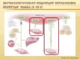 Фармакологическая модуляция МЕтаболизма скелетных мышц (2 из 2)