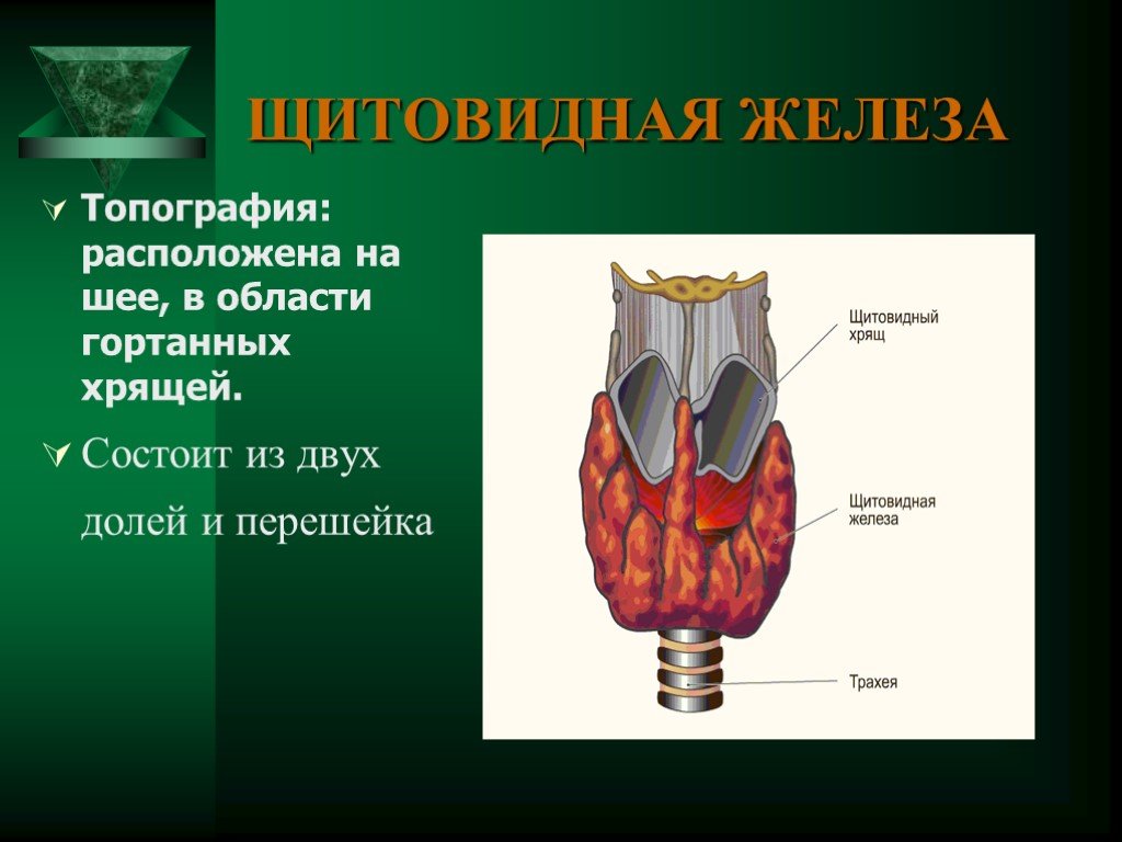 Топографическая анатомия щитовидной железы презентация