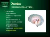 Эпифиз (шишковидное тело). Непарное образование серовато-красного цвета, расположенное в центре мозга между полушариями. Вырабатывает гормоны мелатонин и серотонин.