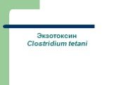 Экзотоксин Clostridium tetani