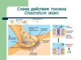 Схема действия токсина Clostridium tetani