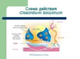 Схема действия Clostridium botulinum