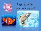Где у рыбы орган слуха?