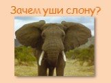Зачем уши слону?