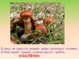 В лесу, на радость людям, средь молодых сосенок, В блестящей темной шляпке растет грибок ... маслёнок