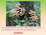 Нет грибов дружней, чем эти, – знают взрослые и дети, – На пеньках растут в лесу, как веснушки на носу. опята