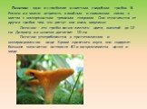 Лисички - одни из наиболее известных съедобных грибов. В России их можно встретить в хвойных и смешанных лесах, в местах с малоразвитым травяным покровом. Они отличаются от других грибов тем, что растут они очень медленно. Лисички - это грибы яично-желтого цвета, высотой до 12 см. Диаметр их шляпок 