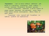 Подосиновик - один из самых любимых грибниками гриб. Растёт он в лиственных и смешанных лесах, особенно в молодых осинниках. Встречается большими группами. Шляпка подосиновика диаметром до 25 см, окраска её сверху красная, оранжевая или коричневая, иногда белая. Снизу шляпка светлая мелкопористая. М