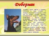 Доберман. Служебная порода, выведена в Германии, называется по имени создателя Л. Добермана. В Россию были привезены в 1902 году для работы в полиции. Красивая, пропорционально сложенная собака, сухой конституции, с сильной, рельефно выступающей, развитой мускулатурой. Шерсть короткая, плотно прилег