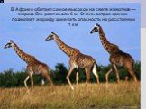 В Африке обитает самое высокое на свете животное — жираф. Его рост около 6 м. Очень острое зрение позволяет жирафу замечать опасность на расстоянии 1 км