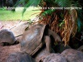 Африканские черепахи хорошие мигранты