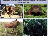 Животный мир влажных экваториальных лесов очень разнообразен . шимпанзе окапи горилла бегемот