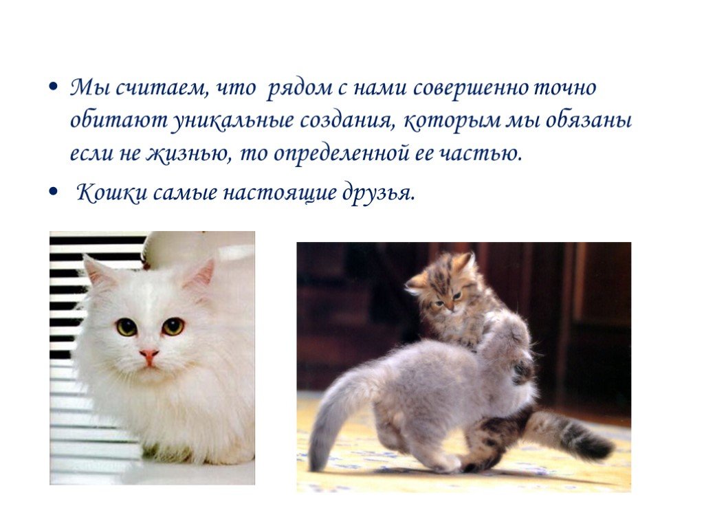 День кошек презентация для детей. Презентация про кошек. Котенок для презентации. Проект кошки наши друзья. Презентация о кошках для детей.