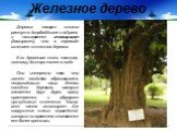Железное дерево. Деревья тверже железа растут в Азербайджане и в Иране, и называются темир-агач (дамирагач), что в переводе означает «железное дерево». Его древесина очень тяжелая, поэтому быстро тонет в воде. Оно интересно тем, что имеет свойство образовывать непроходимые чащи. Ветви соседних дерев