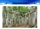 Дерево-лес