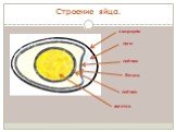 Строение яйца. скорлупа пуга плёнка белок желток
