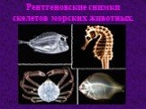 Рентгеновские снимки скелетов морских животных.