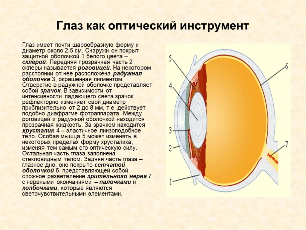 Глаз как оптическая система оптические приборы презентация