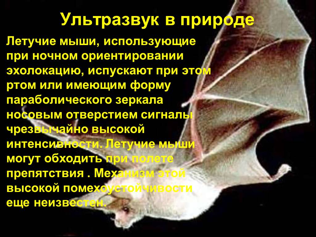 Ультразвуковые радары животных называют ультразвук. Ультразвук в природе летучие мыши. Ультразвук мыши в природе. Эхолокация летучих мышей. Эхолокация рукокрылых.