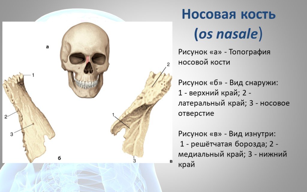 Носовая кость лицевого черепа. Носовая кость анатомия человека. Строение носовой кости. Череп анатомия носовая ость. Носовая кость черепа анатомия.