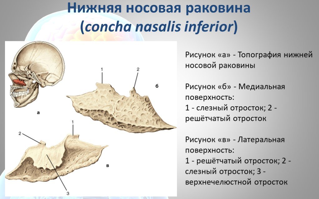 Носовая кость лицевого черепа. Нижняя носовая раковина (Concha Nasalis inferior). Нижняя носовая раковина кость анатомия строение. Носовая кость анатомия человека. Нижняя носовая раковина кость строение.