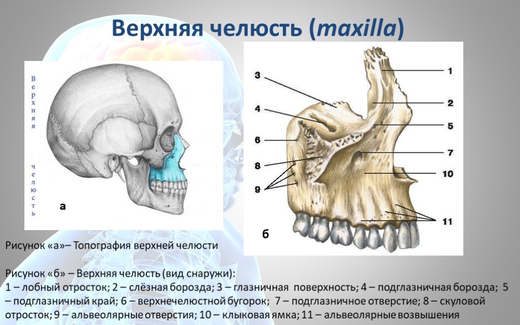 Клыковая ямка. Слезная борозда верхней челюсти. Строение верхней челюсти черепа человека. Строение верхней челюсти кости черепа. Строение нижней челюсти черепа.