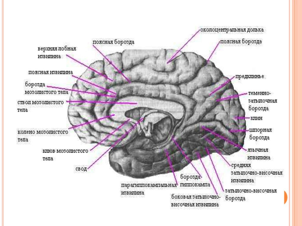Извилины долей мозга. Анатомия коры головного мозга доли борозды извилины. Конечный мозг строение извилины. Строение конечного мозга борозды.