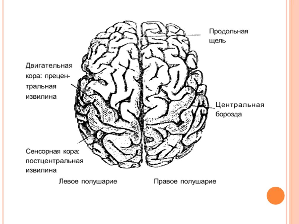 Центральная извилина мозга. Схема строения полушарий головного мозга. Строение головного мозга сверху. Строение больших полушарий головного мозга рисунок. Структура и строение головного мозга схема.