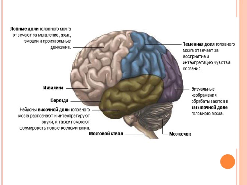 Основные зоны мозга. Лобная часть коры головного мозга. Префронтальной части коры головного мозга. Отделы головного мозга теменная лобная.