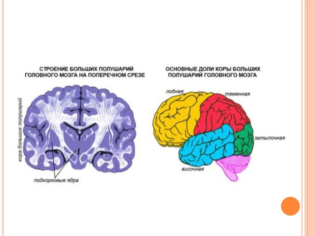Большие полушария головного мозга функции и строение. Мозг строение доли больших полушарий. Основные доли коры больших полушарий головного мозга. Доли коры больших полушарий головного МО.