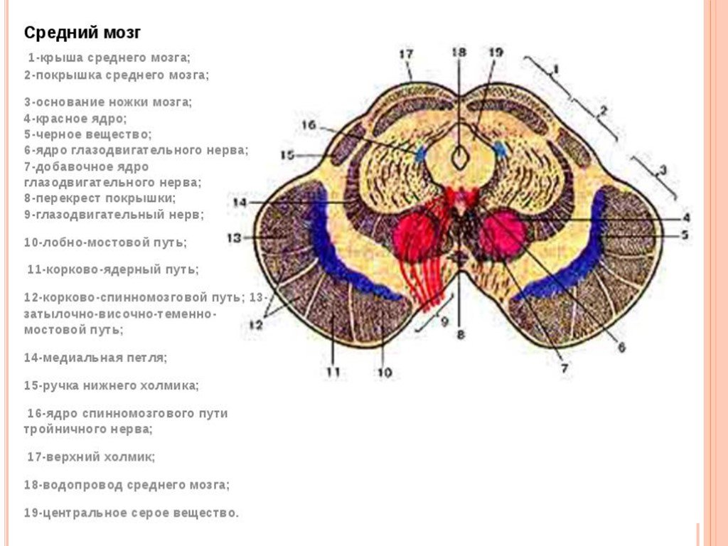Ножки мозга отдел. Функция покрышки среднего мозга. Пластинка покрышки среднего мозга. Средний мозг анатомия крыша покрышка. Покрышка среднего мозга анатомия.