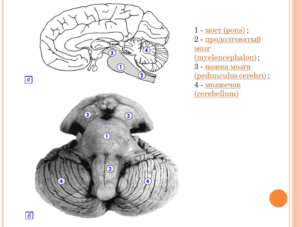 Мозги на ножках. Продолговатый мозг (myelencephalon). Ножка мозга (pedunculus Cerebri). Онтогенез продолговатого мозга. Мост Pons.