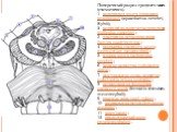 Поперечный разрез среднего мозга (схематично). 1 - водопровод мозга (сильвиев водопровод) (aquaeductus cerebri, Sylvii); 2 - верхний холмик четверохолмия (colliculus superior) ; 3 - пластинка четверохолмия (lamina quadrigemina) ; 4 - покрышка среднего мозга (tegmentum mesencephali) ; 5 - ножка мозга