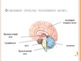 Основные отделы головного мозга