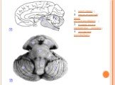 1 - мост (pons) ; 2 - продолговатый мозг (myelencephalon) ; 3 - ножка мозга (pedunculus cerebri) ; 4 - мозжечок (cerebellum)