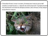Покидая дома своих хозяев, домашние кошки русской знати встречались с дикой лесной кошкой. В результате постепенно возникли аборигенные (местные) популяции полудиких кошек.