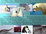 «Белые медведи, в прямом и переносном смысле, ходят по тонкому льду. Снизив сейчас выбросы углекислого газа, мы сможем обезопасить и их будущее, и будущее тысяч других видов животных во всем мире». К концу столетия белые медведи и другие полярные животные могут исчезнуть как вид. Вряд ли они смогут 