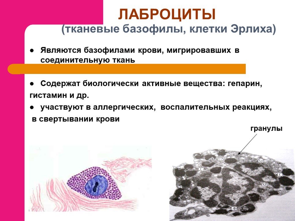 Тканевые базофилы. Тканевые базофилы функции. Тканевые базофилы в соединительной ткани. Тучные клетки (тканевые базофилы). Лаброциты в соединительной ткани.