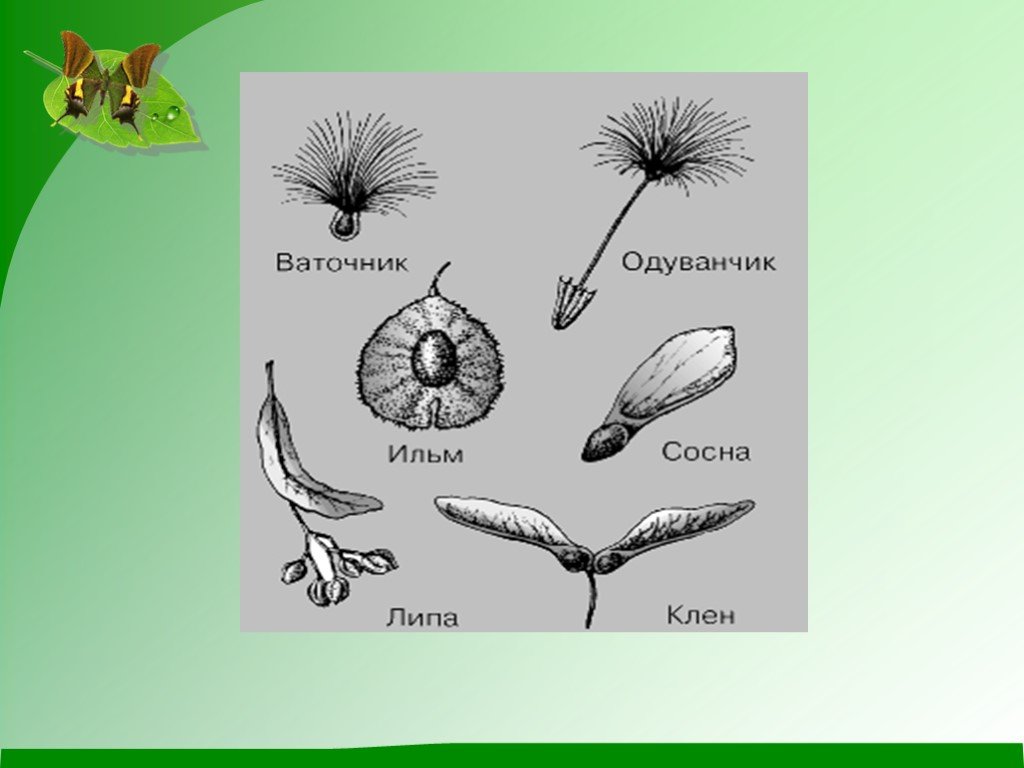 Жизненные формы организмов. Организмы имеющие разные жизненные формы. Прикрепленные формы. Жизненная форма клена.