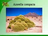 Azorella compacta