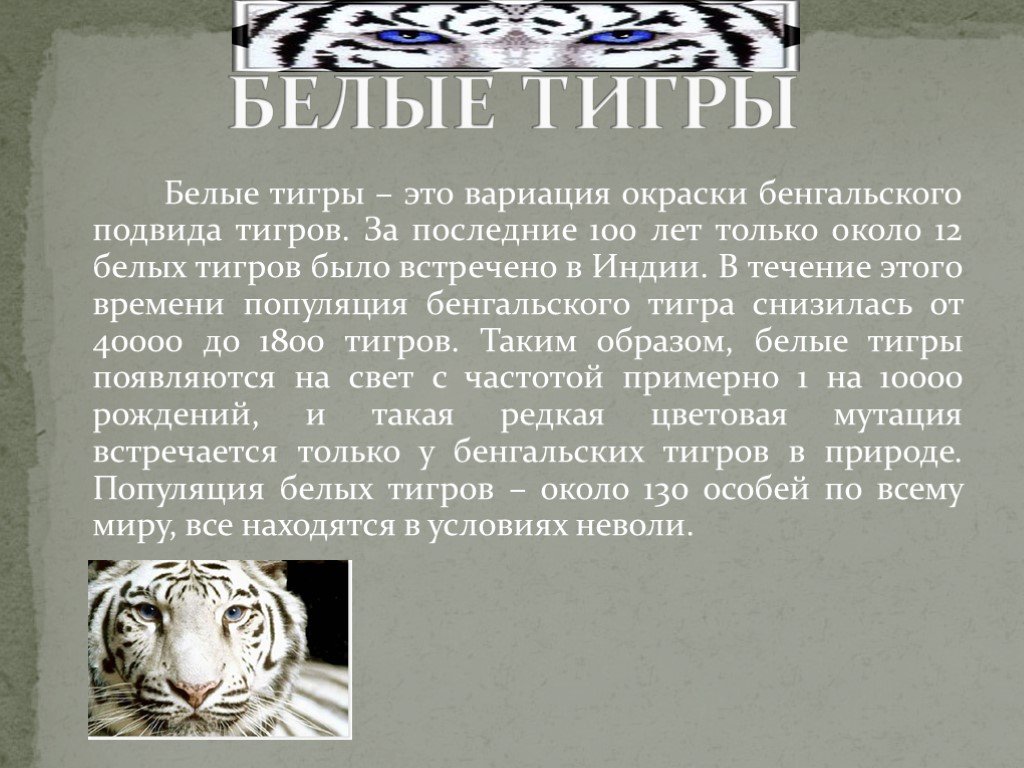 Презентация 