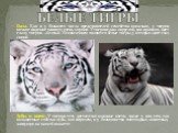 Глаза. Как и у большего числа представителей семейства кошачьих, у тигров ночное видение развито очень хорошо. У тигров глаза округлой, как правило, цвет глаз у тигров – желтый. Исключением являются белые тигры, у которых цвет глаз синий. Зубы и когти. У тигров есть достаточно мощные когти, также у 